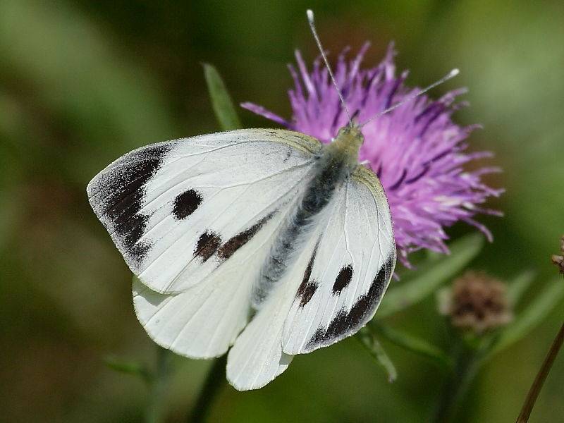 Бабочка-капустница: фото и описание, среда обитания и питание