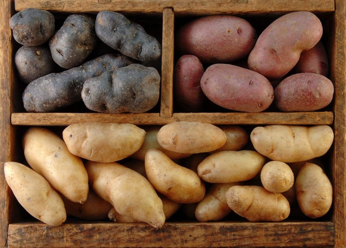 Ранние сорта картофеля фото и описание