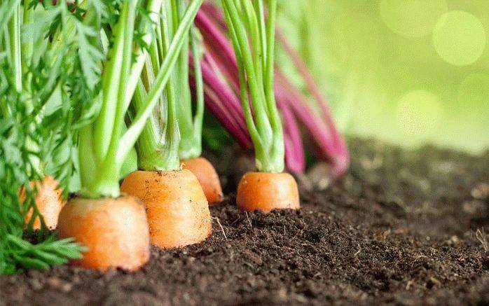 Растущая морковь