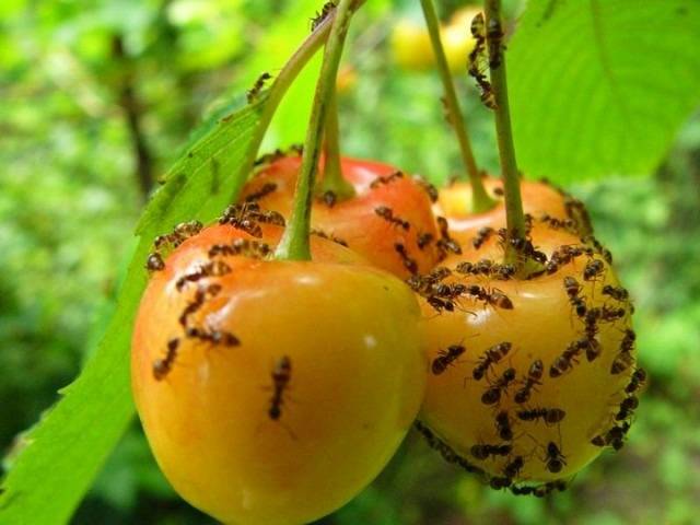 муравьи на ягодах