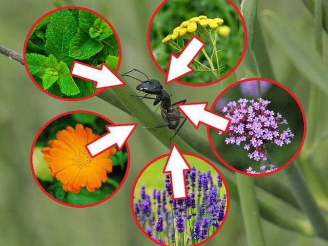 растения отпугивающие муравьёв