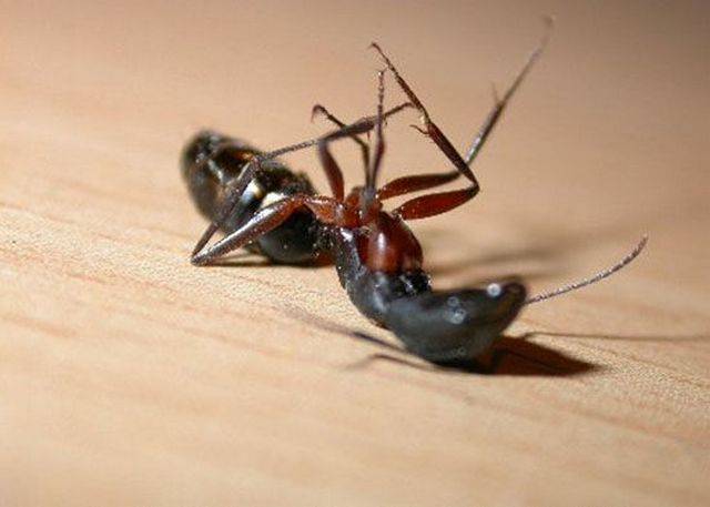 Как избавиться от муравьёв - самые эффективные народные средства