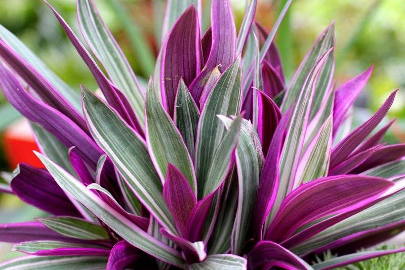 Комнатный цветок с фиолетовыми листьями фото