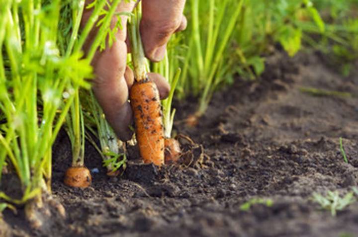 Подготовка почвы под морковь осенью