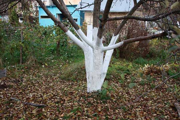 Чем белить деревья в саду осенью