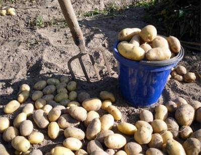 Подзимняя посадка картофеля