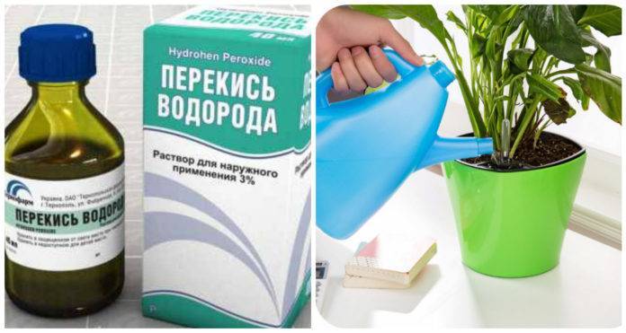 Перекись водорода для полива рассады и комнатных растений