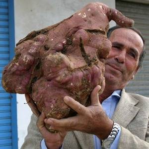 Кто вырастил самую большую картошку в мире и как она выглядит
