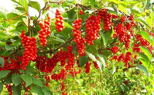 Красные грозди плодов дальневосточной лианы