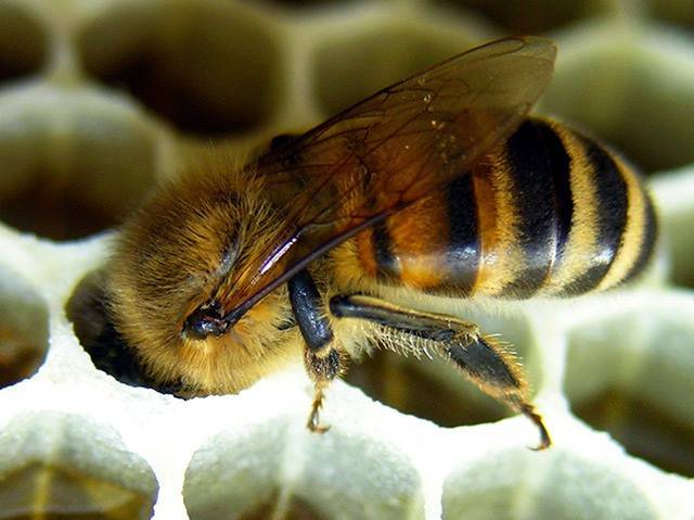 Новые технологии пчеловодства