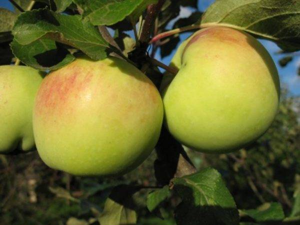 Зимние сорта яблок хранящиеся до весны
