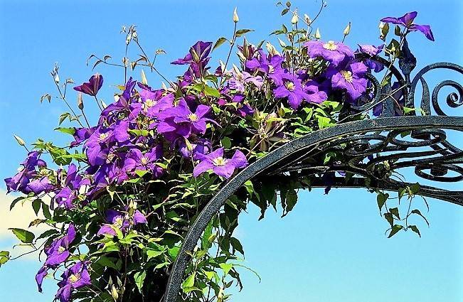 Ломонос цветок фото