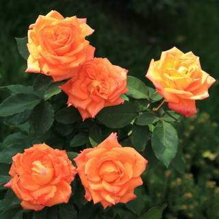 Роза миниатюрная оранжевая