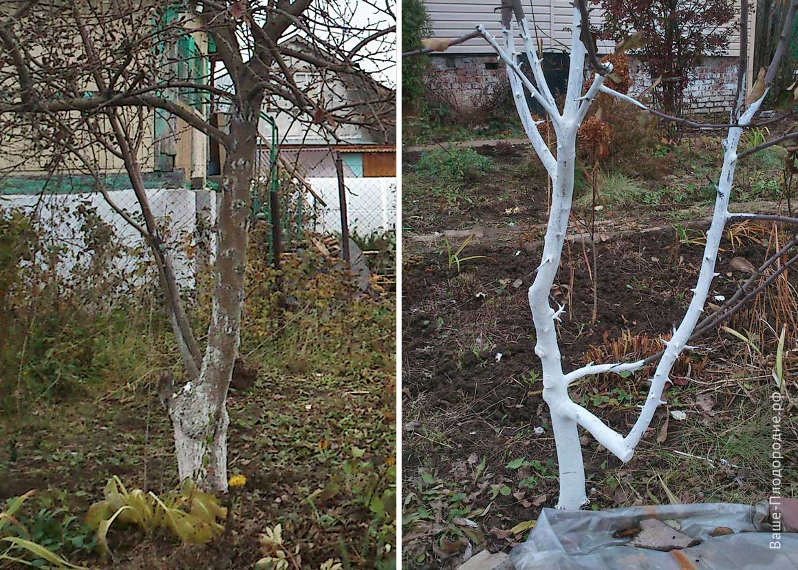 как защитить дерево от морозов