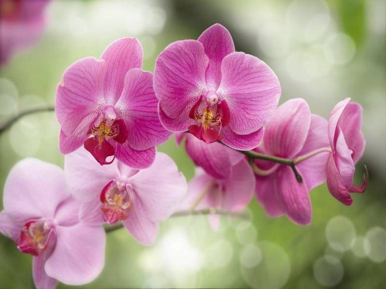 Очаровательная тропическая орхидея