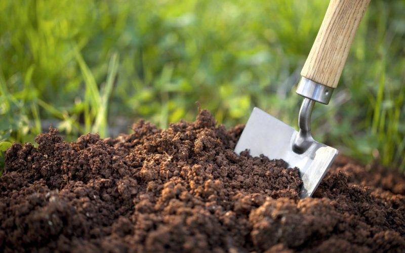 Как посадить гортензию в саду