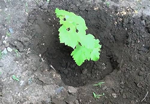 Новый куст винограда из зеленого черенка