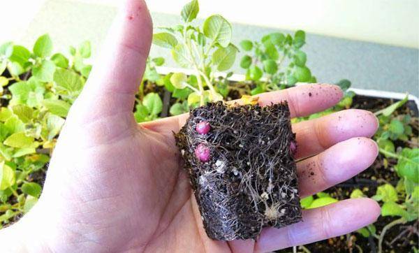Как вырастить картошку из семян