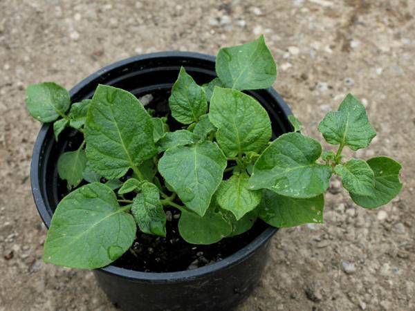 Как вырастить картошку из семян
