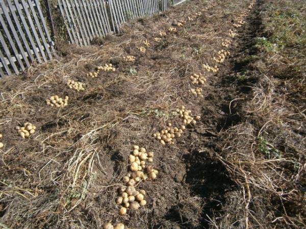 Картошка на огородах выкопана