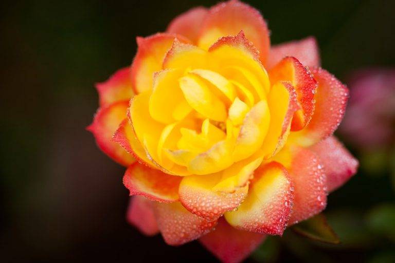 Роза хамелеон фото и описание