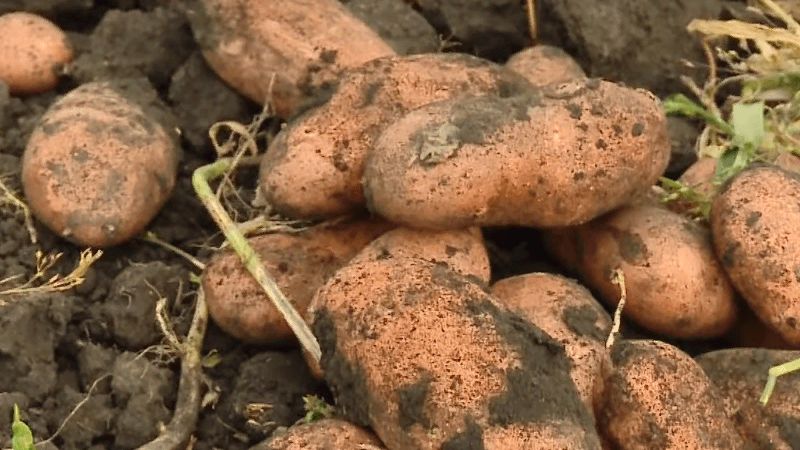 Неприхотливый сорт картофеля "Утро раннее": смогут вырастить даже новички