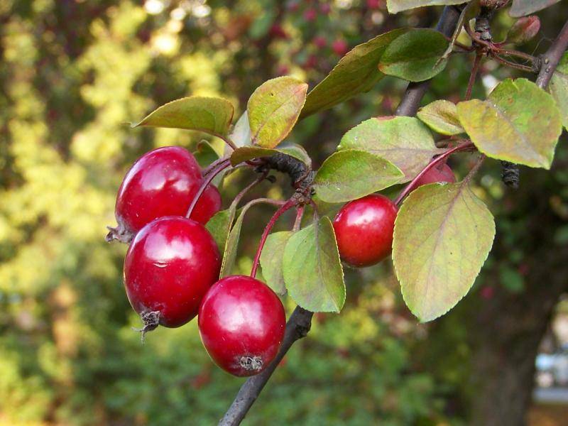 Райские яблочки фото плодов