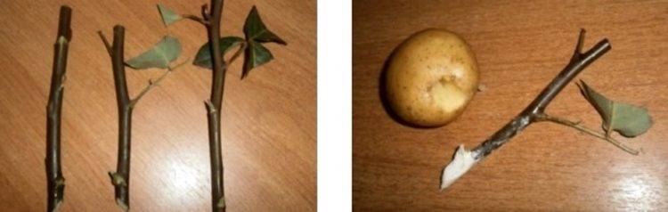 Как размножать розы черенками в картошке
