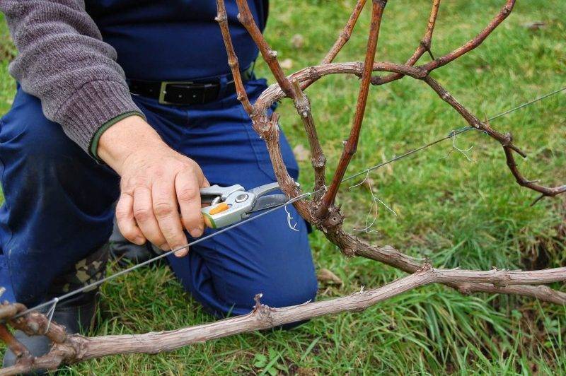 Как обрезать виноград на зиму в средней полосе схема