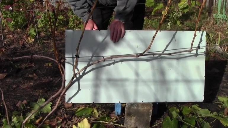 Как обрезать виноград на зиму в средней полосе схема