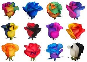 Роза с разноцветными лепестками