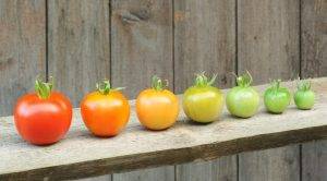Сроки созревания томатов