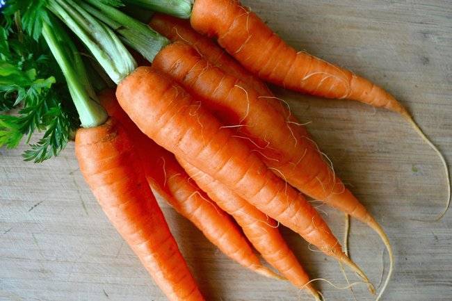 Морковь устойчивая к морковной мухе