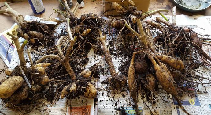Как хранить корни георгинов зимой