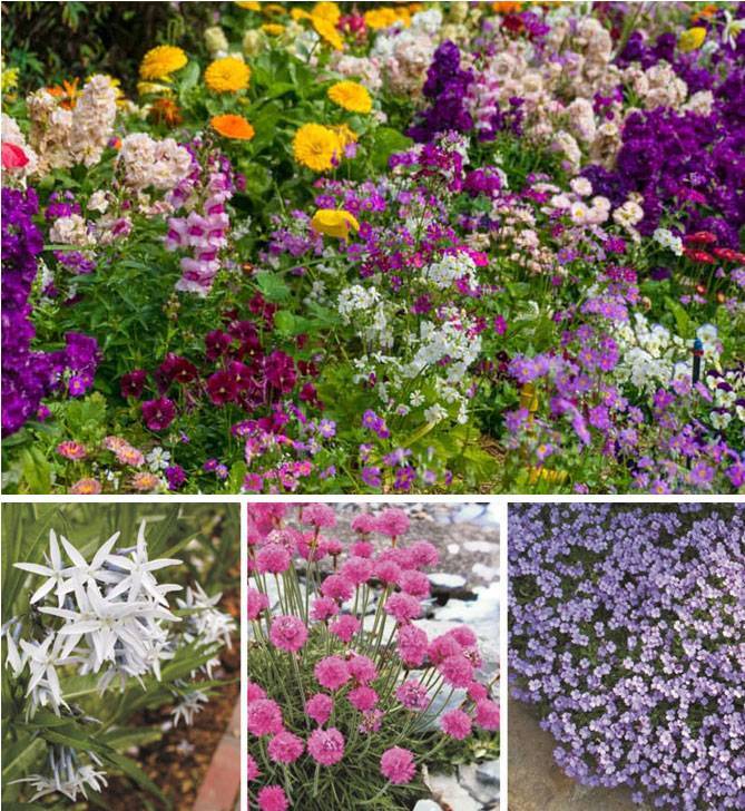 Популярные садовые цветы