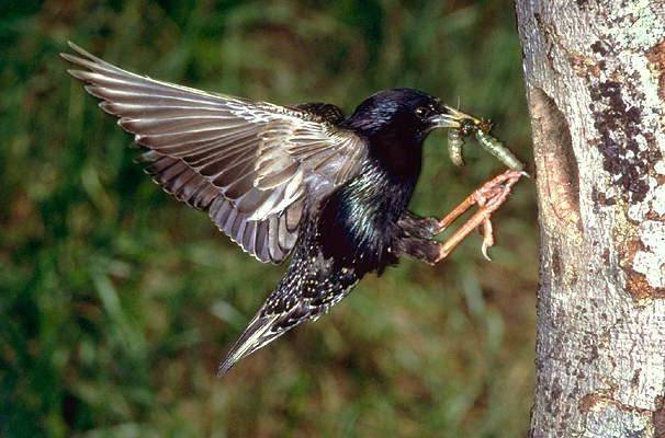 Как защитить черешню от птиц