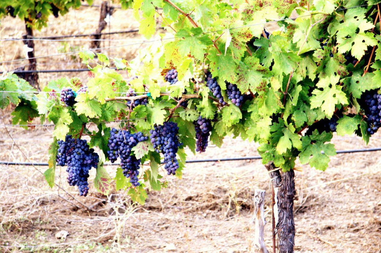 Геотекстиль для укрытия винограда