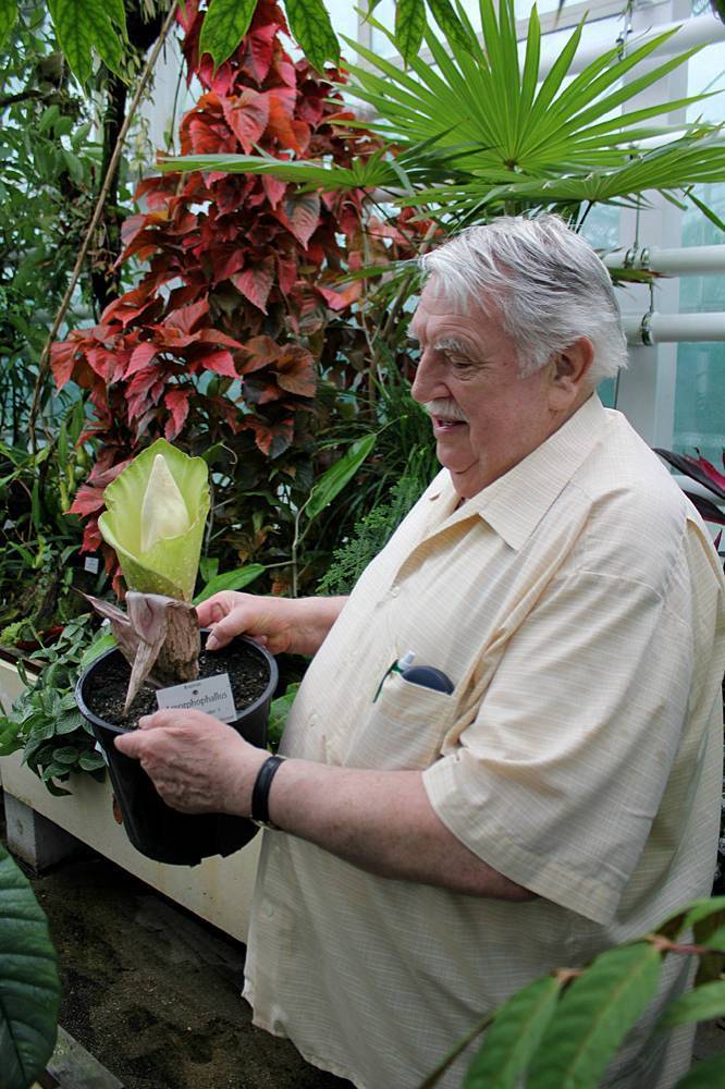 Йозеф Богнер (Josef Bogner) - известный немецкий ботаник, внесший огромный вклад в исследование и систематику растений семейства Ароидные (Araceae). Важно отметить, что особое внимание Богнер уделял именно околоводным и прибрежным растениям, из-за чего получил широкую известность среди аквариумистов. Данная фотография сделана в ботаническом саду Мюнхена, а в руках Богнер держит цветущий экземпляр аморфофаллуса Прайна (Amorphophallus prainii).