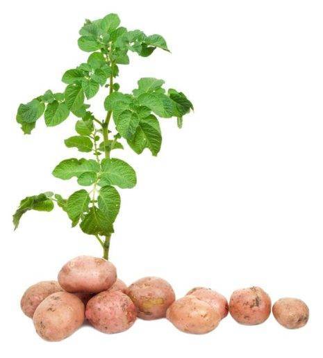 Какой сорт картофеля самый урожайный