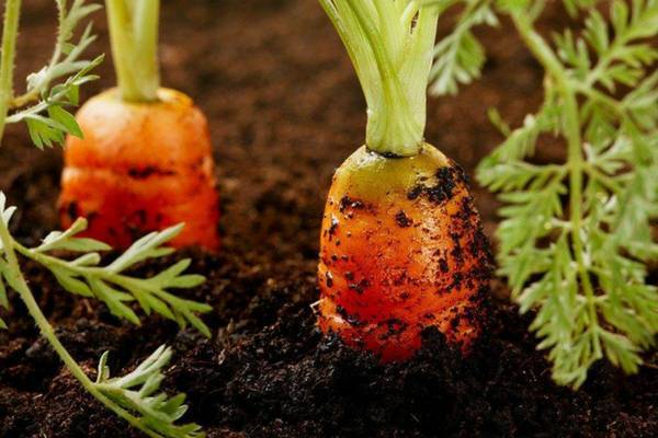 Как уберечь морковь от морковной мухи
