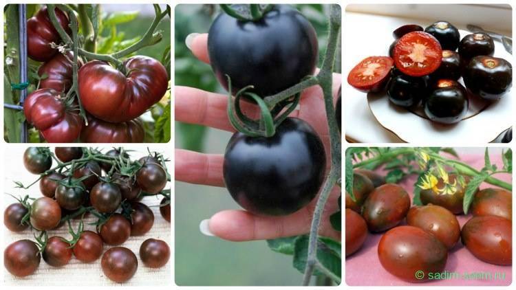 томаты черного цвета