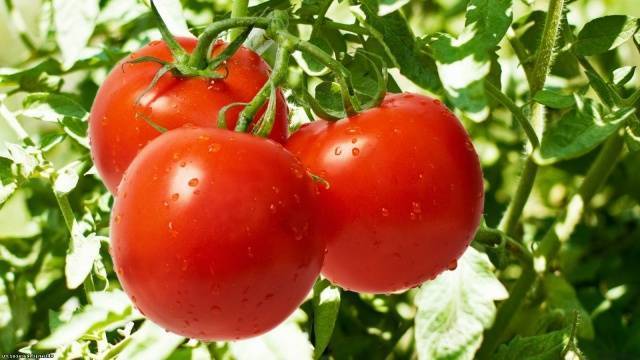Какие сорта помидоров самые вкусные и урожайные
