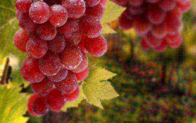 лучшие крупноплодные сорта винограда