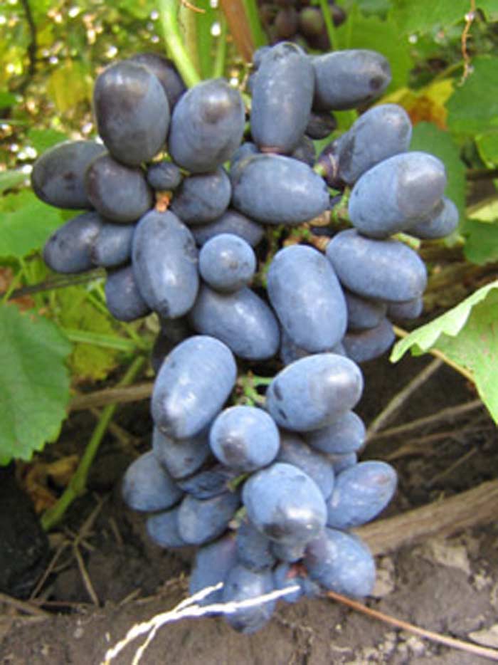 Самый большой виноград в мире фото