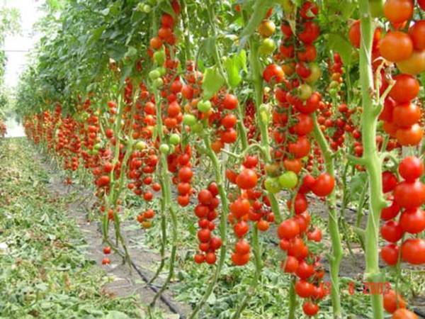 Как правильно пасынковать помидоры в теплице