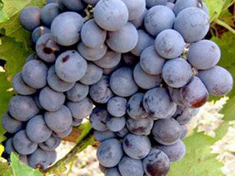 Морозостойкие винные сорта винограда