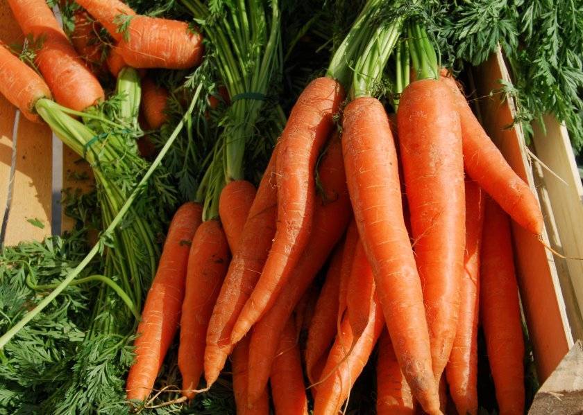 Поздние сорта моркови для длительного хранения