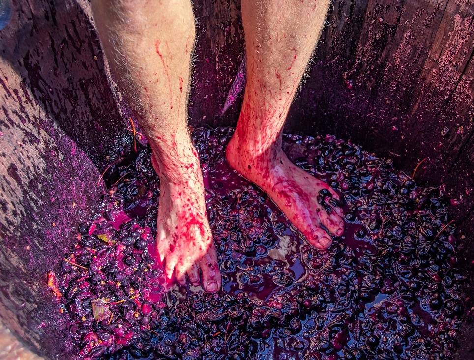 как давить виноград ногами