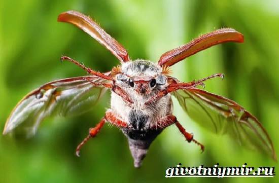 Майский-жук-насекомое-Образ-жизни-и-среда-обитания-майского-жука-4