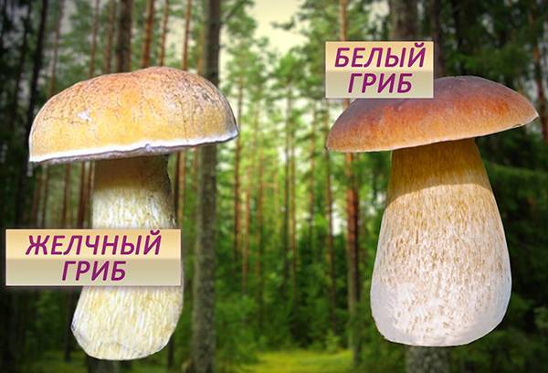 Как понять что грибы сварились